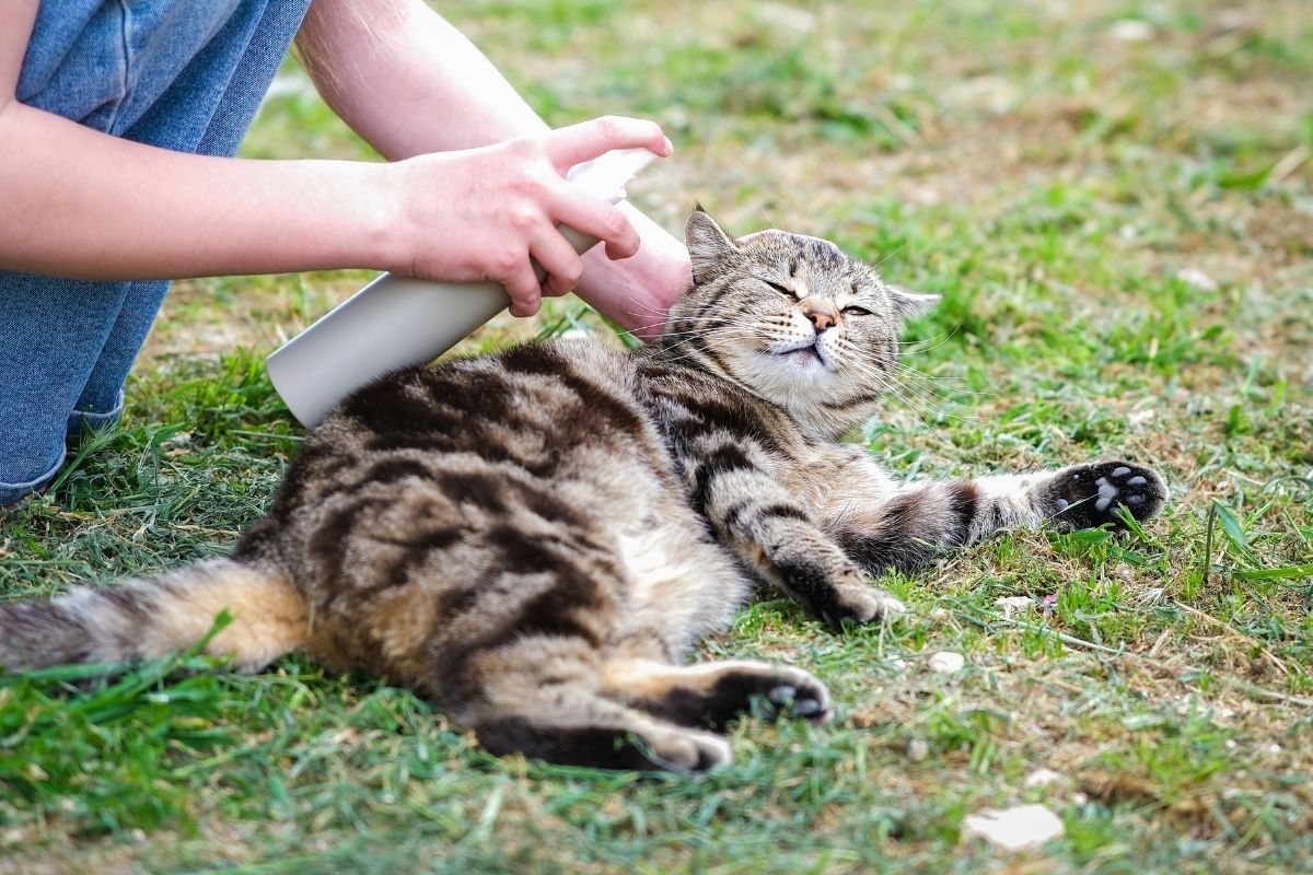 Avepharma - parazity)